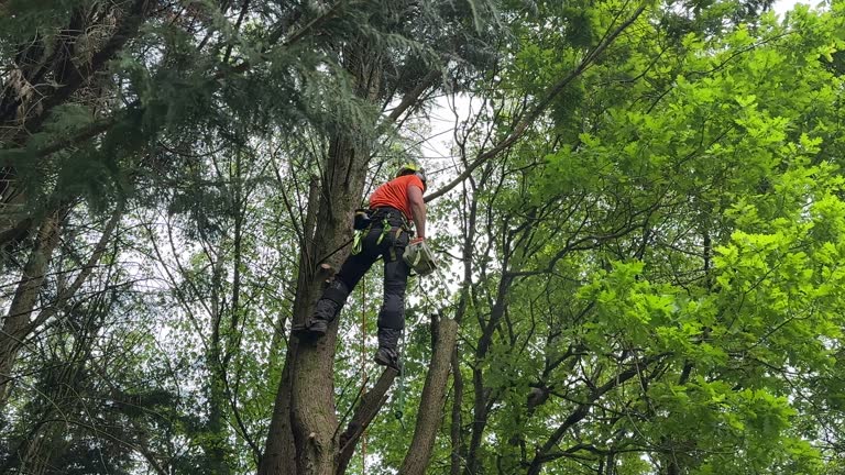 Morada, CA Tree Removal Company